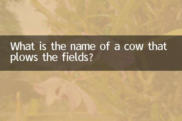 What is the name of a cow that plows the fields?