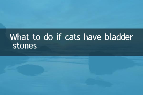 What to do if cats have bladder stones