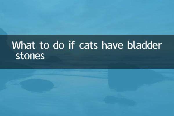 What to do if cats have bladder stones