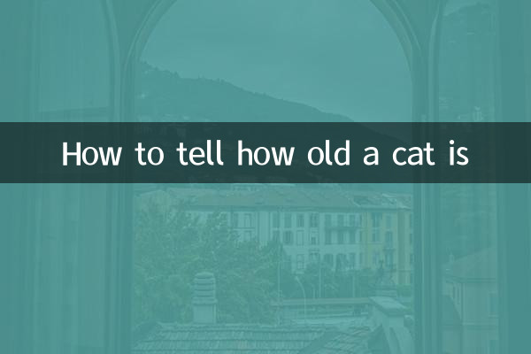 Wie erkennt man, wie alt eine Katze ist?