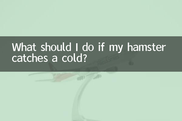 ماذا علي أن أفعل إذا أصيب الهامستر بالبرد؟