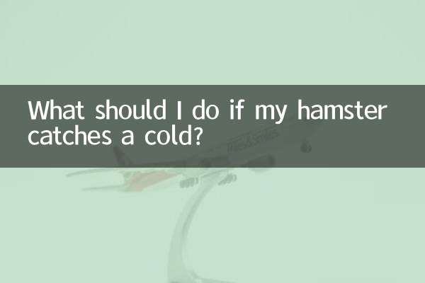 What should I do if my hamster catches a cold?