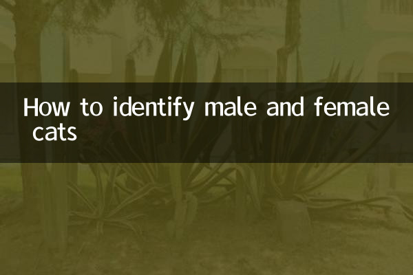 Como identificar gatos machos e fêmeas