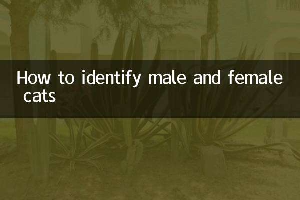 كيفية التعرف على القطط الذكور والإناث