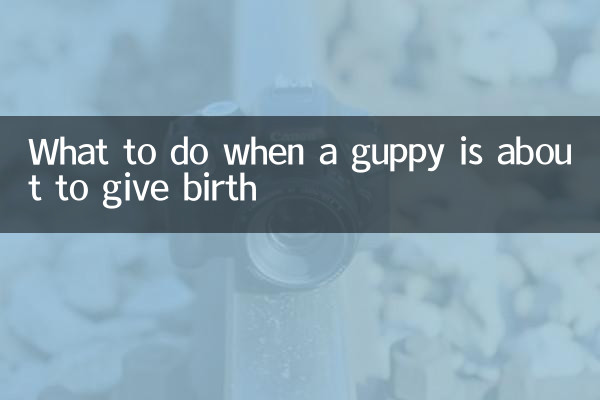 Что делать, если гуппи вот-вот родят