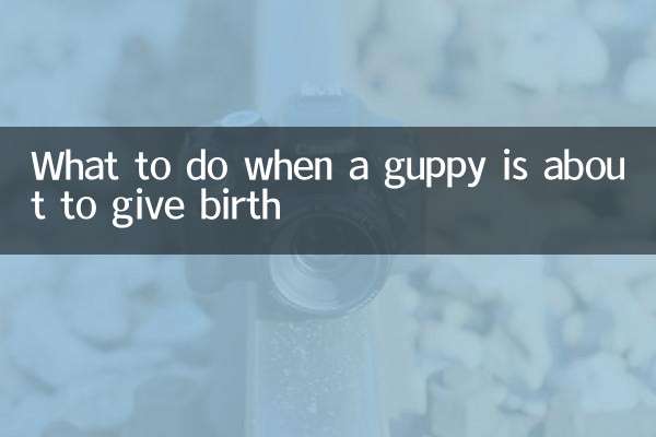 ماذا تفعل عندما يكون الجوبي على وشك الولادة