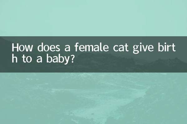 Comment une chatte donne-t-elle naissance à un bébé ?