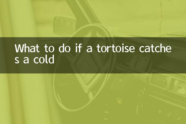 What to do if a tortoise catches a cold