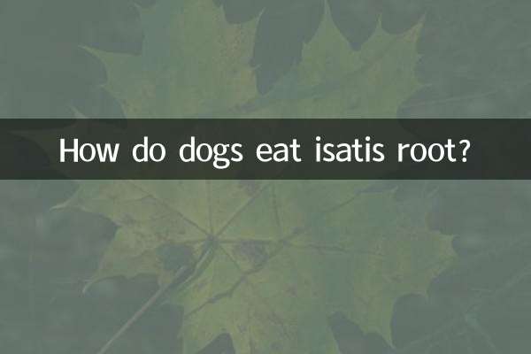 How do dogs eat isatis root?