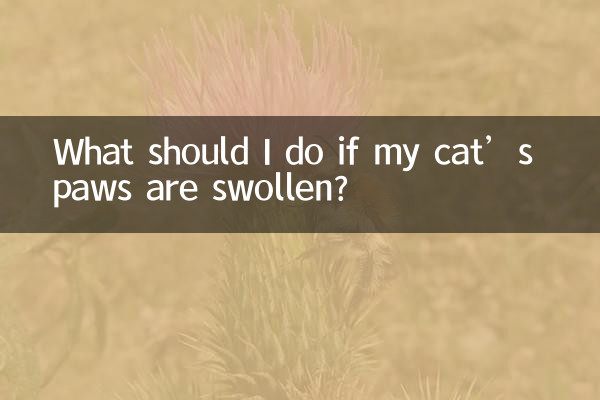 Cosa devo fare se le zampe del mio gatto sono gonfie?