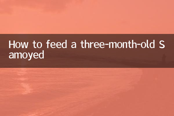 Wie füttert man einen drei Monate alten Samojeden?