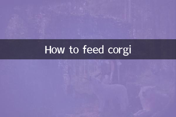 Como alimentar o corgi