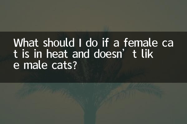 Que dois-je faire si une chatte est en chaleur et n’aime pas les chats mâles ?