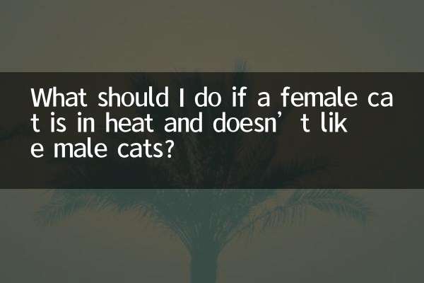 Que dois-je faire si une chatte est en chaleur et n’aime pas les chats mâles ?