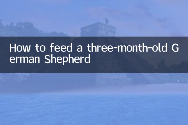 Como alimentar um pastor alemão de três meses