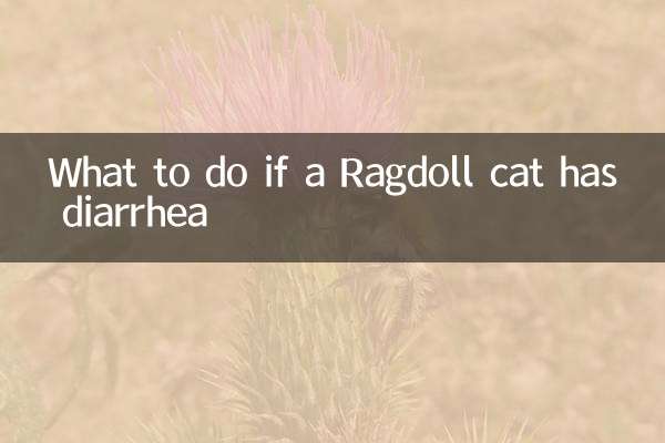 Que faire si un chat Ragdoll a la diarrhée