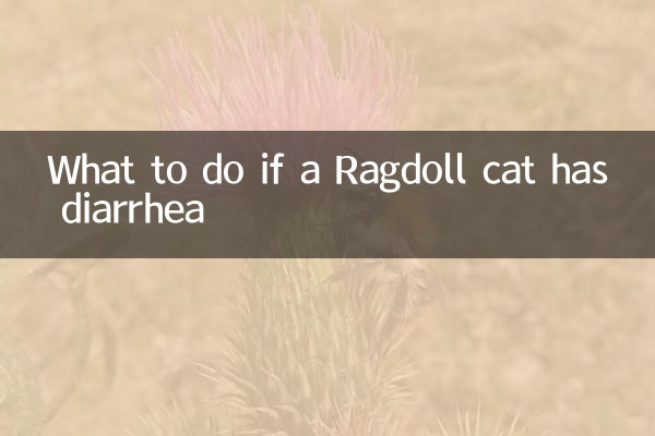 What to do if a Ragdoll cat has diarrhea