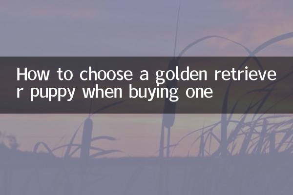 How to choose a golden retriever puppy when buying one