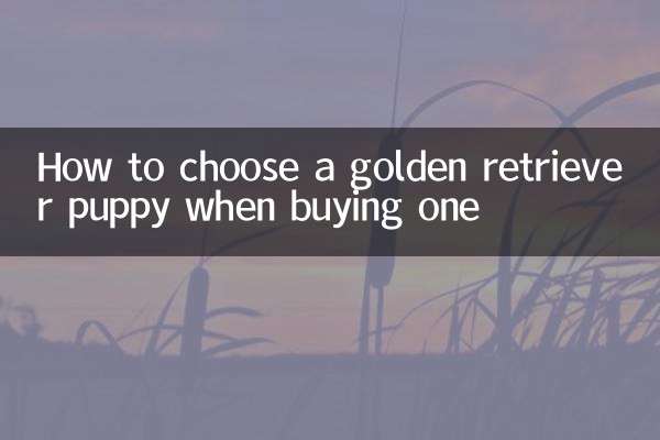 How to choose a golden retriever puppy when buying one