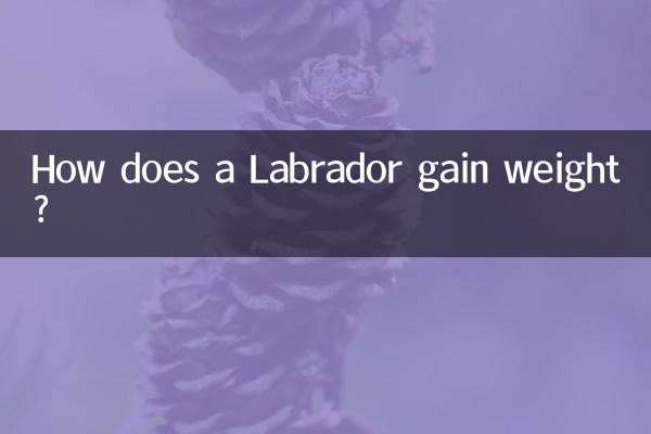 Wie nimmt ein Labrador zu?