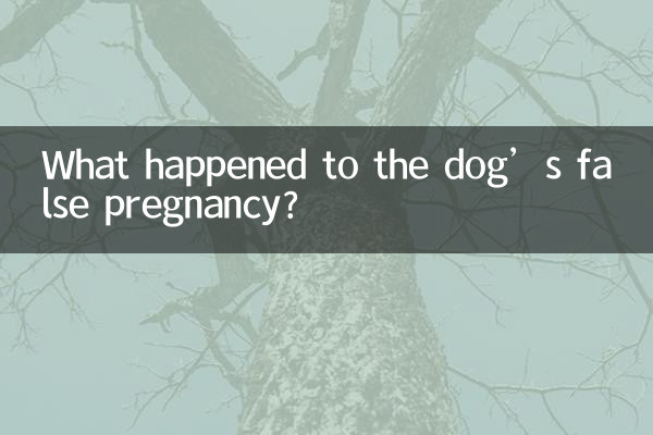¿Qué pasó con el embarazo falso de la perra?