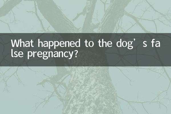 कुत्ते की झूठी गर्भावस्था का क्या हुआ?