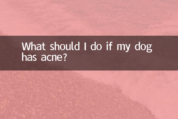 Que dois-je faire si mon chien a de l'acné ?