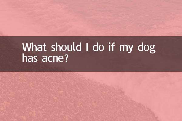 Que dois-je faire si mon chien a de l'acné ?