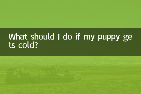 What should I do if my puppy gets cold?