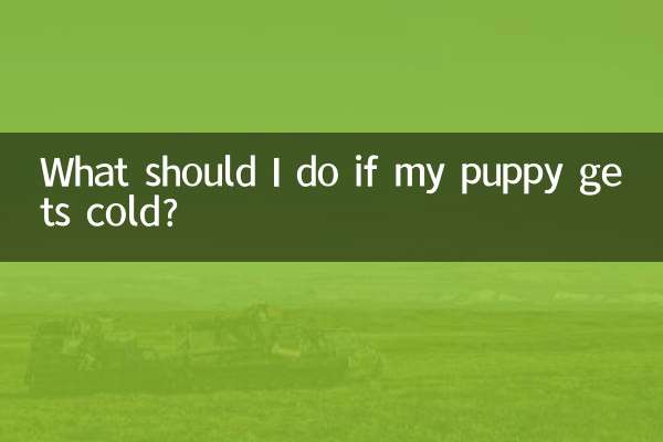 What should I do if my puppy gets cold?