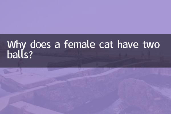 Почему у кошки два яйца?