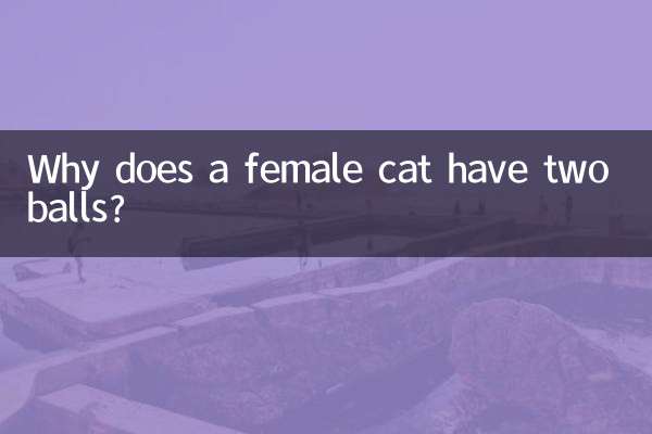 Почему у кошки два яйца?