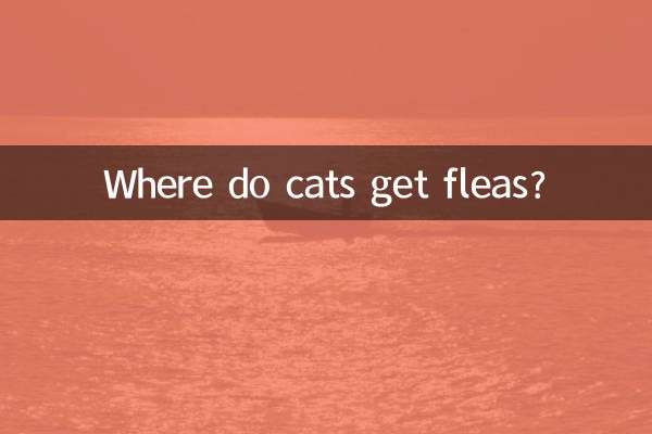 Woher bekommen Katzen Flöhe?