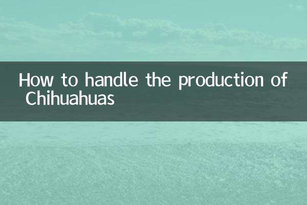 How to handle the production of Chihuahuas