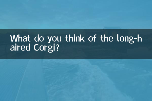 What do you think of the long-haired Corgi?