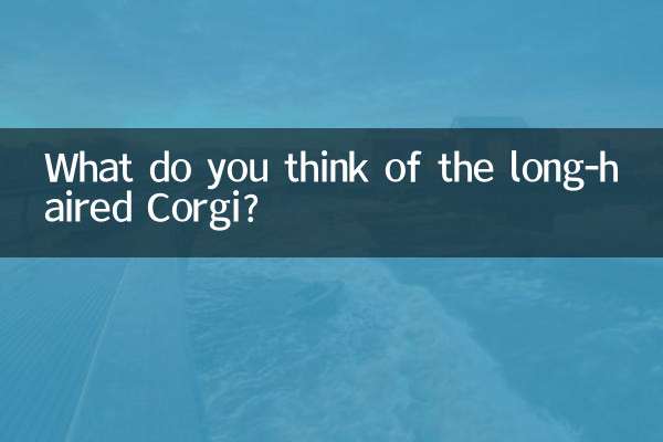 What do you think of the long-haired Corgi?