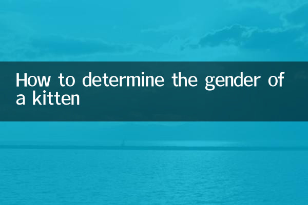 كيفية تحديد جنس القطة