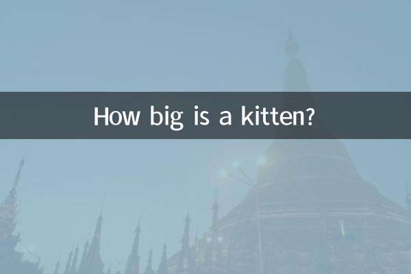 Quelle est la taille d'un chaton ?