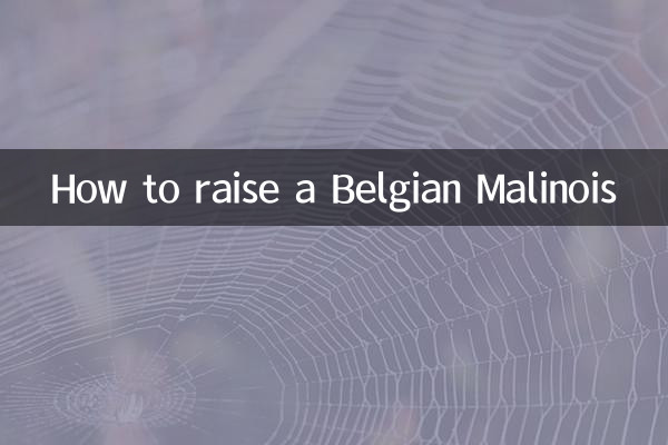 Как вырастить бельгийского малинуа