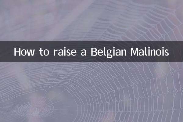 Как вырастить бельгийского малинуа