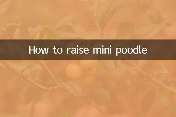 Como criar mini poodle