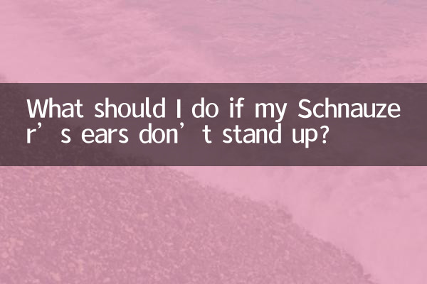 Was soll ich tun, wenn die Ohren meines Schnauzers nicht aufstehen?