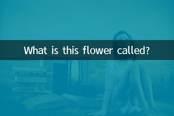 这叫什么花花卉大全