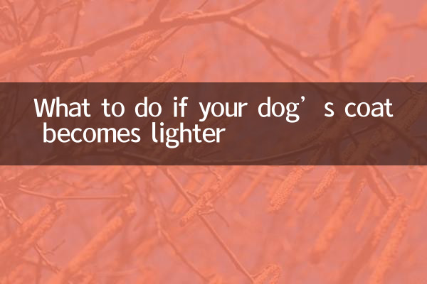 اگر کت سگ شما سبک تر شد چه باید کرد؟