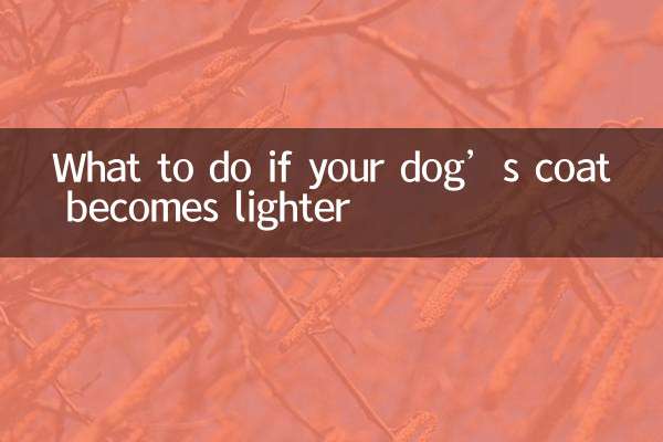 اگر کت سگ شما سبک تر شد چه باید کرد؟