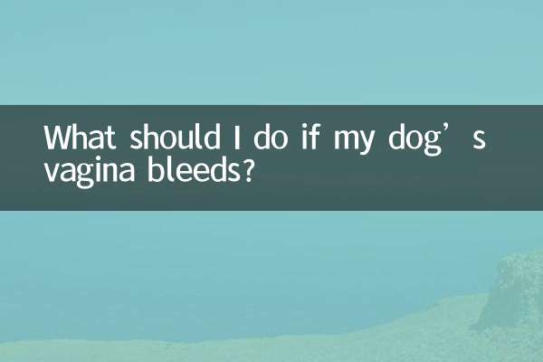 O que devo fazer se a vagina do meu cachorro sangrar?