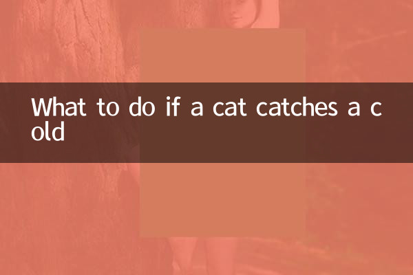 Что делать, если кошка простудилась