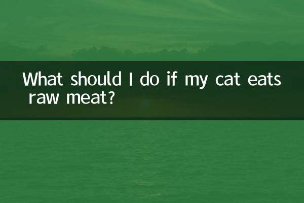 O que devo fazer se meu gato comer carne crua?