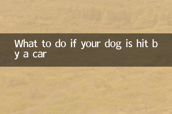 Was tun, wenn Ihr Hund von einem Auto angefahren wird?