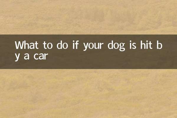 Que faire si votre chien est heurté par une voiture